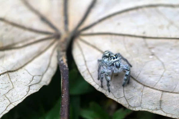 Hyllus Diardi Género Arañas Araneomorfas Familia Salticidae — Foto de Stock