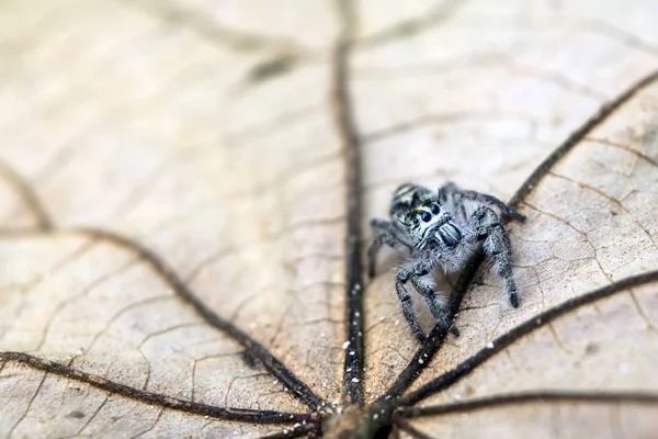 Hyllus Diardi Genus Spider Family Salticidae Jumping Spiders Garden — 图库照片