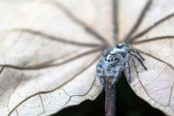 Hyllus Diardi Een Geslacht Van Spinnen Uit Familie Springspinnen Salticidae — Stockfoto