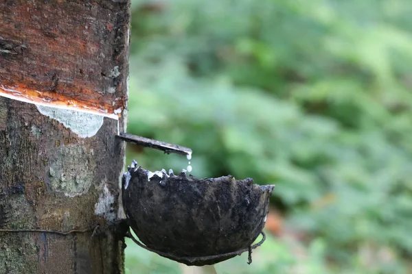 Copo Para Látex Árvores Borracha Linha Para Fazenda Árvore Borracha — Fotografia de Stock