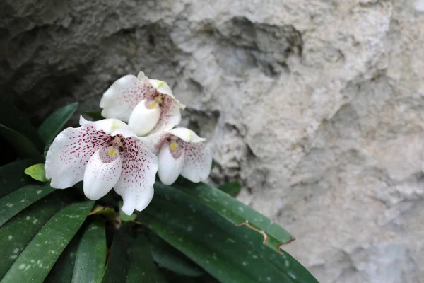 Orquídeas Blancas Endémicas Jardín Nombre Especie Ang Thong Lady Slipper — Foto de Stock