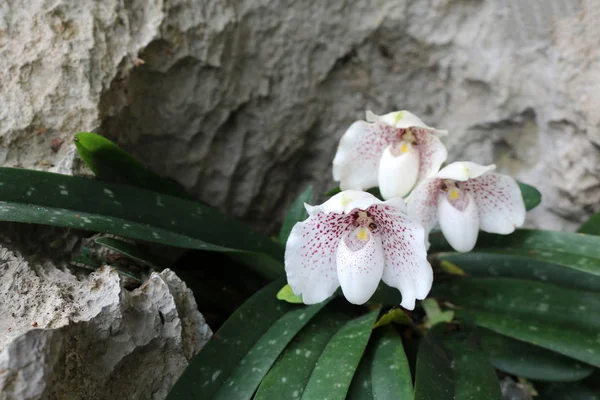 Orquídeas Blancas Endémicas Jardín Nombre Especie Ang Thong Lady Slipper — Foto de Stock