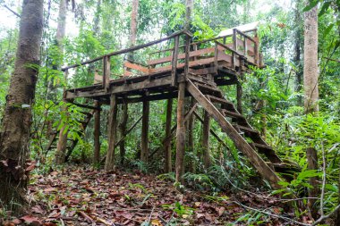 Hayvan gözlem kulesi Tayland ormandaki terk edildi.