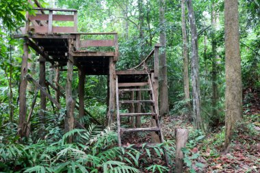 Hayvan gözlem kulesi Tayland ormandaki terk edildi.