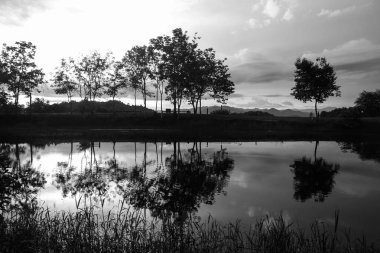 Bataklık, ağaçlar ve gökyüzü günbatımı arka plan ile silüeti.