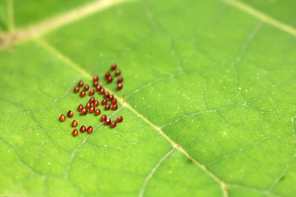 Many brow egg composed of Squash Bug,Anasa tristis species.on the green leave.