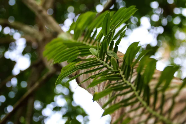 Vine or creeping plant climber on the tree in the rubber plantation