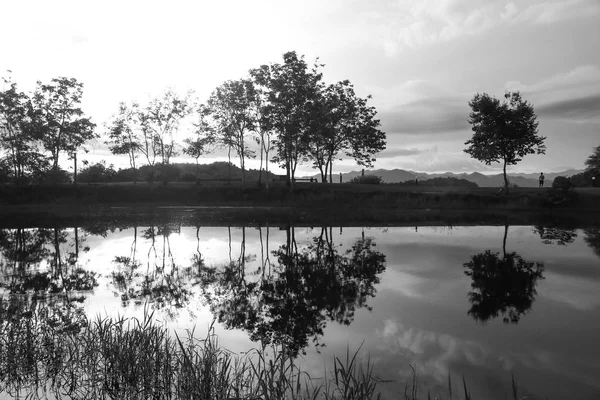 Silhouette Swamps Trees Sky Sunset Background — Stock Photo, Image