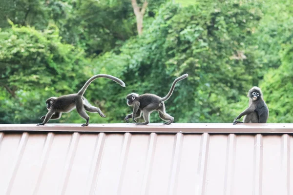 Liść Małp Skaczą Dachu Dusky Langur Gatunków Tajlandii — Zdjęcie stockowe