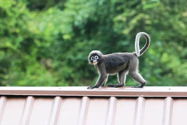 List Opice Jsou Skoky Střeše Langura Druhů Thajsku — Stock fotografie