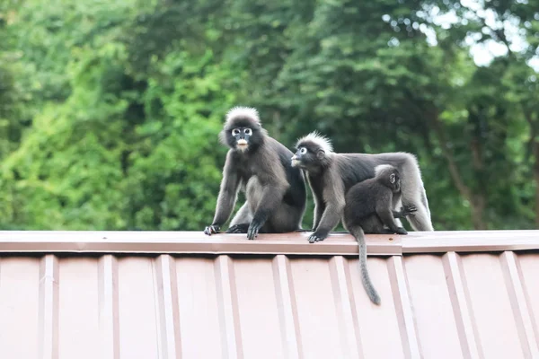 Monos Hoja Están Saltando Techo Especies Langur Oscuro Tailandia —  Fotos de Stock
