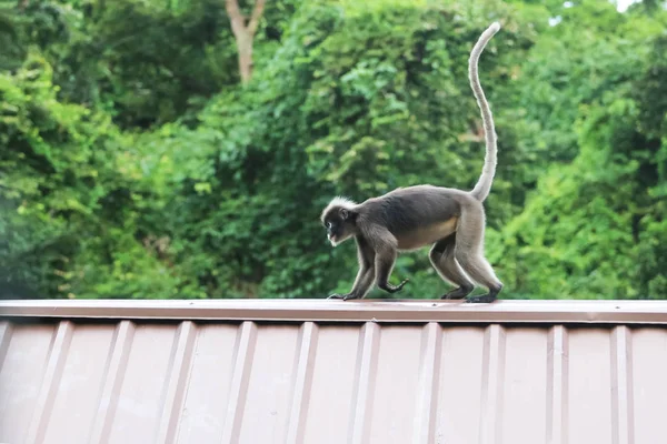 Leaf Monkeys Jumping Roof Dusky Langur Species Thailand — Stock Photo, Image