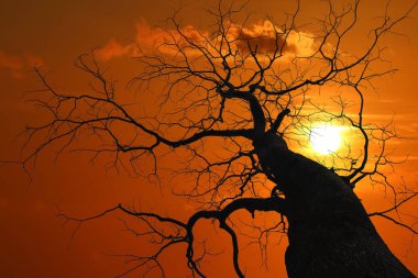 Daha az kırmızı gökyüzü günbatımı, Kuru ağaç ön planda ağaca ayrılış siluet 