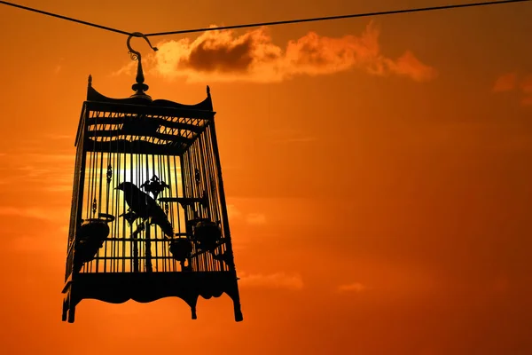 Silhouette of Bird in the cage with red sky sunset background, freedom concept.