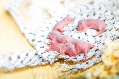 Bebek fare veya küçük yeni doğan farelerin sıçan yuva evde kumaş veya ipek kumaş üzerine uyku.