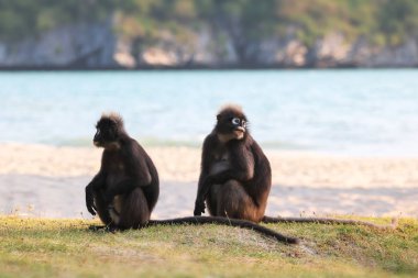 Maymun Ang Thong Adası Tayland, sabahları güneş ışığı yansıması, gölgeli langur ile plajda oturmak 