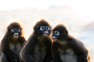 Maymun Ang Thong Adası Tayland, sabahları güneş ışığı yansıması, gölgeli langur ile plajda oturmak
