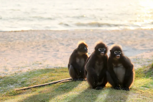 Monkey Sitting Beach Sunlight Reflection Morning Dusky Langur Ang Thong — стоковое фото