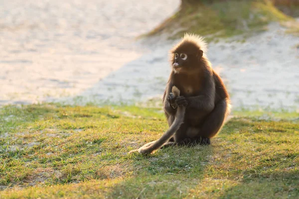 Monkey Sitting Beach Sunlight Reflection Morning Dusky Langur Ang Thong — стоковое фото