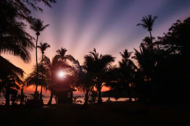 Hindistan cevizi beach gündoğumu silüeti tropikal Adası'nda