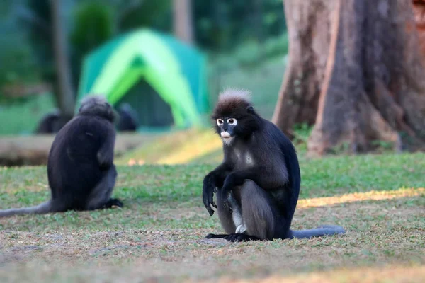 Animal salvaje tan lindo en el camping, Dusky langur o mono de hoja —  Fotos de Stock