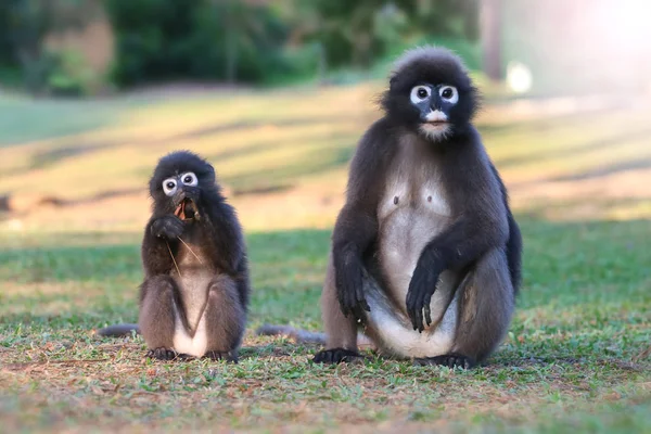 Άγριο ζώο τόσο χαριτωμένα στο κάμπινγκ, Dusky langur ή φύλλων μαϊμού — Φωτογραφία Αρχείου