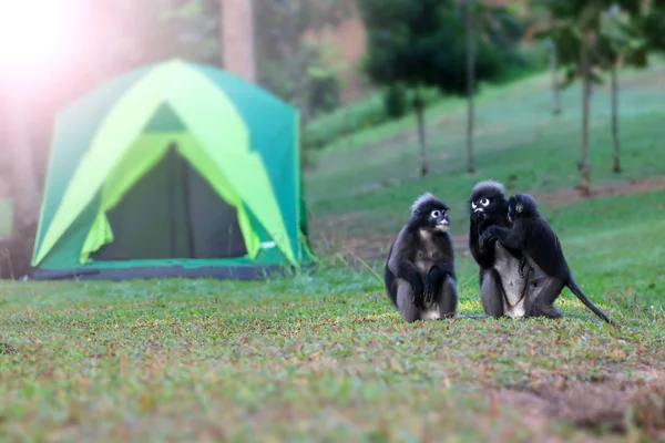 Animal salvaje tan lindo en el camping, Dusky langur o mono de hoja — Foto de Stock