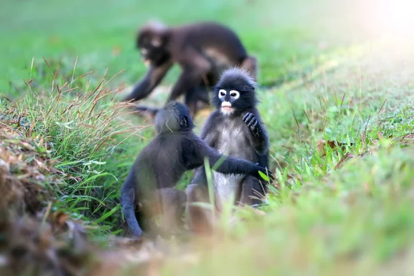 Wild animal so cute on the campsite,Dusky langur or leaf monkey — Stock Photo, Image