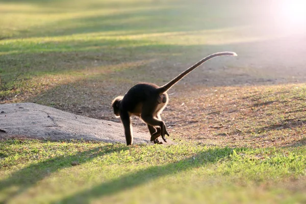 Wildtier so süß auf dem Campingplatz, dämmernder Langur oder Blattaffe — Stockfoto