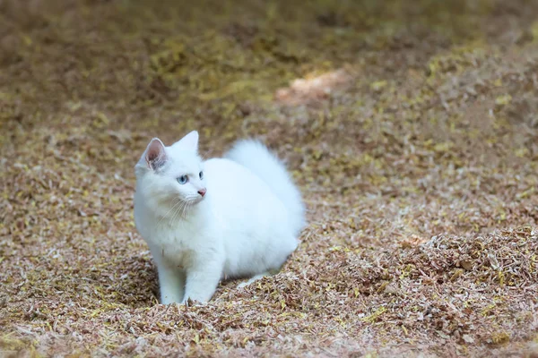 Schöne weiße Katze spielt auf Sägemehl. — Stockfoto