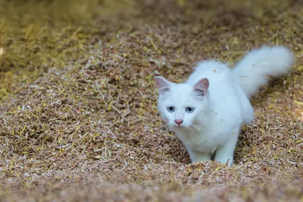 おがくずに遊ぶ美しい白猫. — ストック写真
