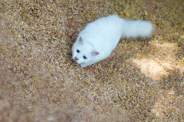 Beautiful white cat playing on sawdust. — Stock Photo, Image
