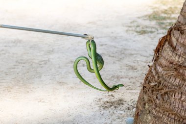 Yılan Catcher Stick aracı ekipmanları yakalamak yeşil kedi yılan sakladı
