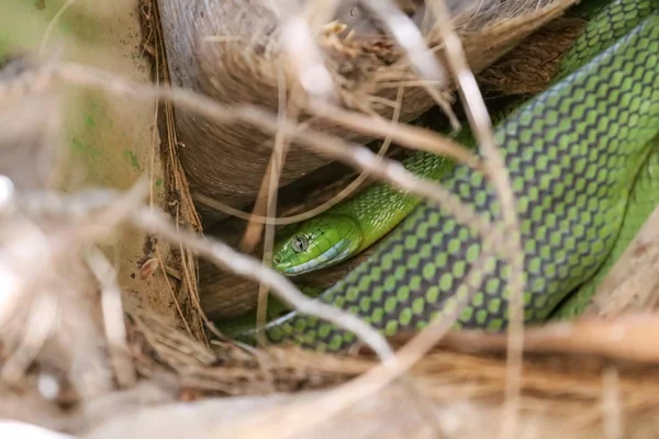 Green Cat Snake hides in coconut trees. Boiga cyanea  species.