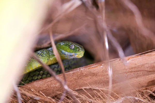 Green Cat Snake hides in coconut trees.Boiga cyanea  species.
