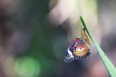 Leopar Lacewing Kelebek bahçede Chrysalis üzerinde.