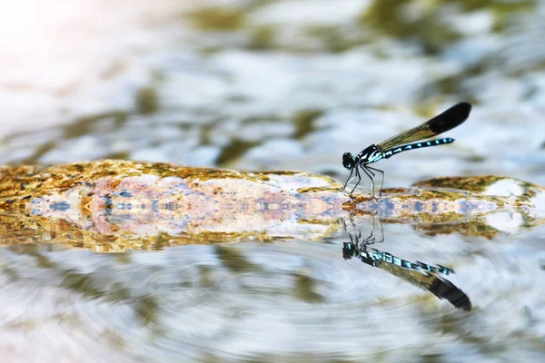 Spiegel reflectie van mooie blauwe waterjuffers op een rots in wat — Stockfoto