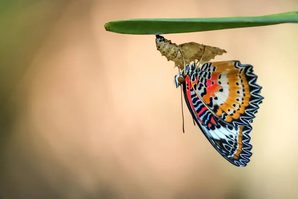 Leopard Lacewing Butterfly on Chrysalis in the garden. — Stock Photo, Image