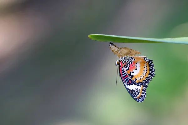  Leopar Lacewing Kelebek bahçede Chrysalis üzerinde.