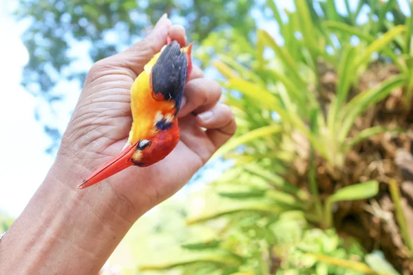 Dead Black-backed Kingfisher bird in the hand