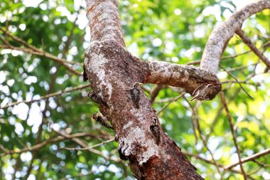 Gri şapkalı Pigme Ağaçkakan, Kuşlar ağacın altında solucan yemek