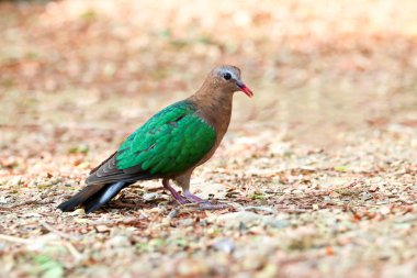 Kuş görüntüsü, Doğa arka plan üzerinde Ortak Zümrüt Güvercin.