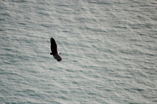 Luftaufnahme des Seeadlers, Vögel fliegen in den Himmel — Stockfoto