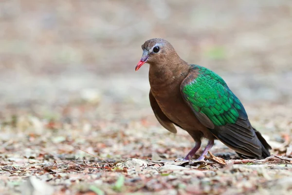 Wizerunek ptaka, Common Emerald Dove na tle natury. — Zdjęcie stockowe