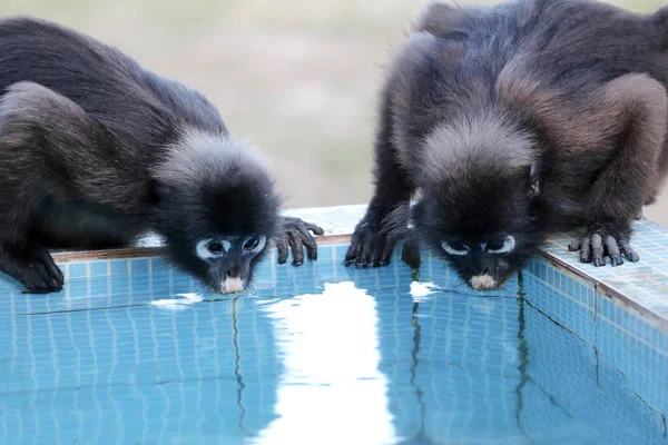 Malé listové opice nebo Dusky Langur popíjejí vodu z bazi — Stock fotografie