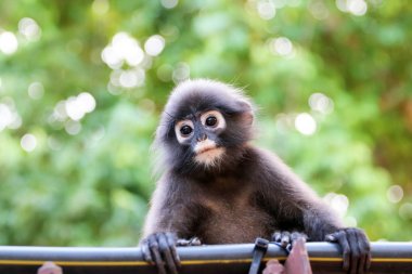 Yeşil doğa ile maymun veya Dusky Langur yüzünün yakın çekim