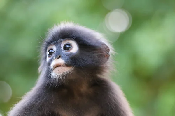 Крупный план лица обезьяны или Даски Лангр с зеленой природой — стоковое фото