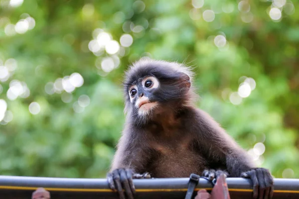 Крупный план лица обезьяны или Даски Лангр с зеленой природой — стоковое фото