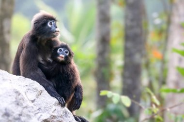 Anne ve bebek maymun ya da dusky langur ormanı izliyordu 