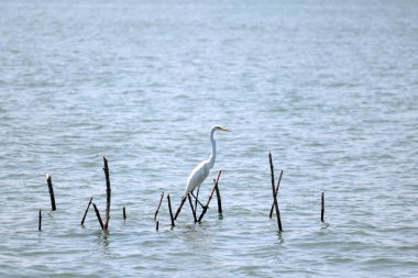 Sudan çıkan ağaç dalları üzerinde duran egret kuşları